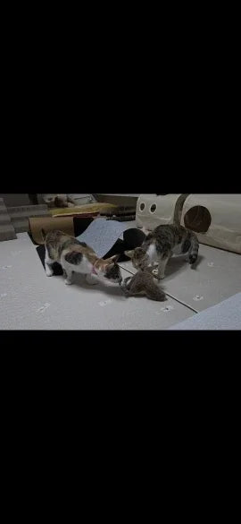 Jouet Interactif pour Oiseaux Destiné aux Chats — photo d'un client 2